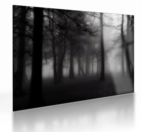 Sklenený obraz - Les v hmle (70x50 cm)