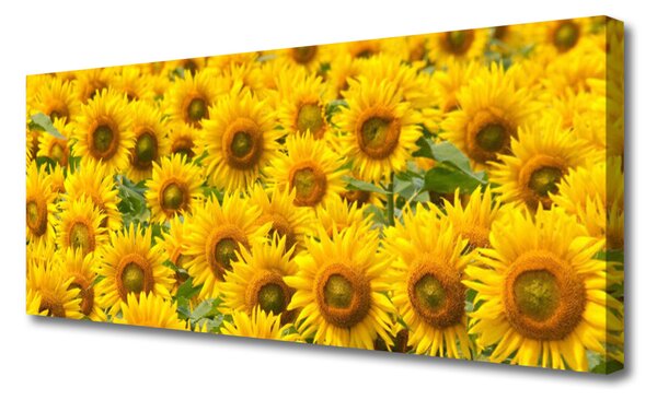 Obraz na plátne Slunecznice rastlina 125x50 cm