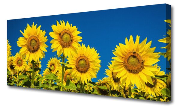 Obraz na plátne Slnečnicami rastlina 125x50 cm