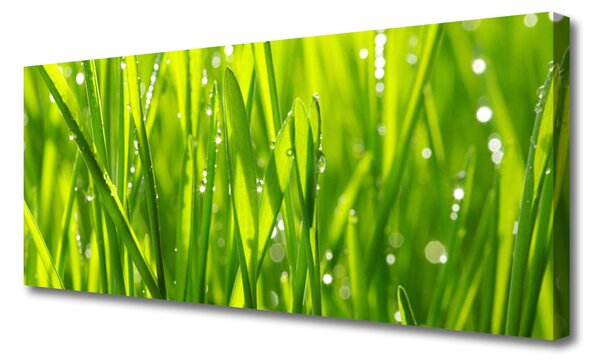 Obraz Canvas Tráva rastlina príroda 125x50 cm