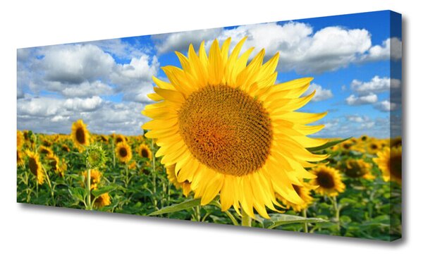 Obraz Canvas Slnečnica kvet rastlina 125x50 cm