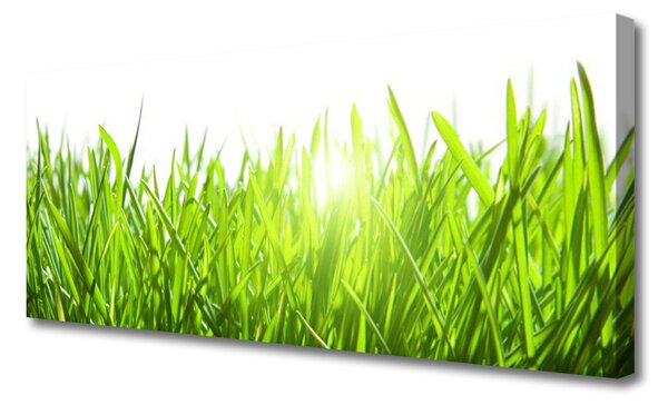 Obraz Canvas Tráva rastlina príroda 125x50 cm