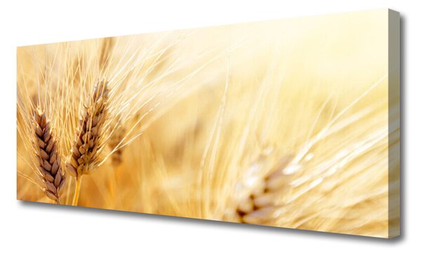 Obraz Canvas Pšenica rastlina príroda 125x50 cm