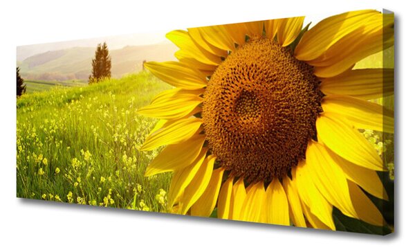 Obraz Canvas Slnečnica kvet rastlina 125x50 cm