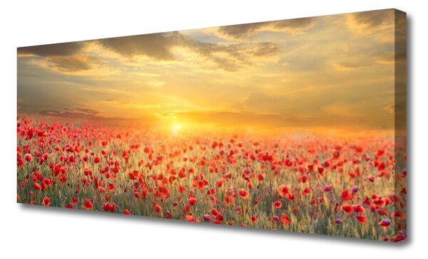 Obraz Canvas Slnko lúka mak kvety 125x50 cm