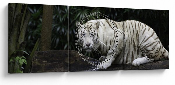 Obraz - Tiger albín (s hodinami) (90x30 cm)