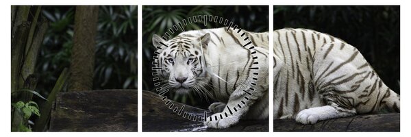 Obraz - Tiger albín (s hodinami) (90x30 cm)