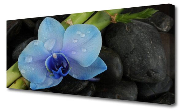 Obraz na plátne Kvet kamene rastlina 125x50 cm