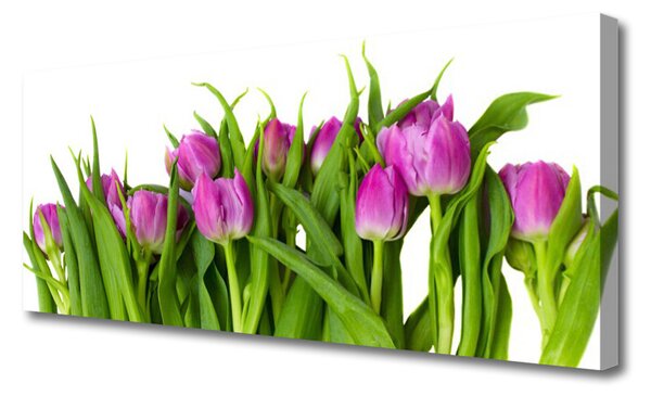 Obraz na plátne Tulipány kvety rastlina 125x50 cm