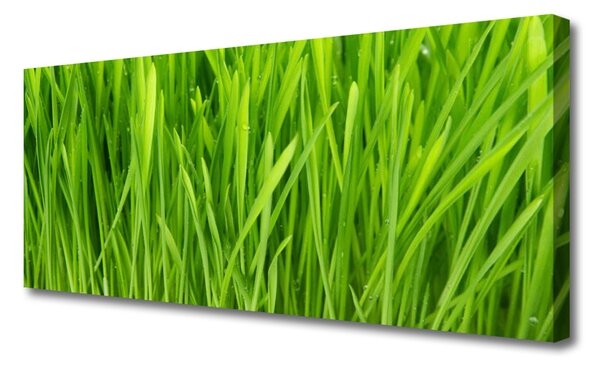 Obraz na plátne Tráva rastlina príroda 125x50 cm