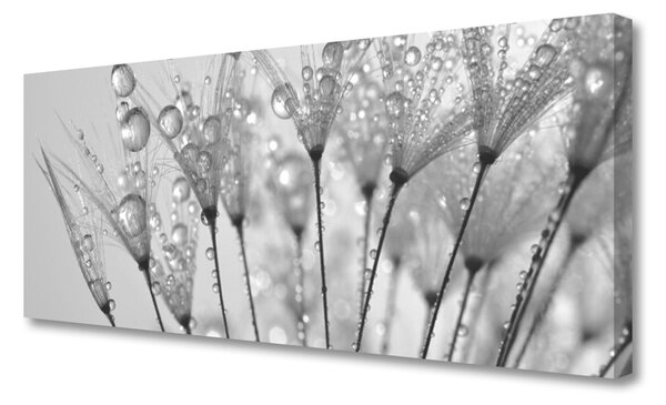 Obraz na plátne Púpava rastlina 125x50 cm