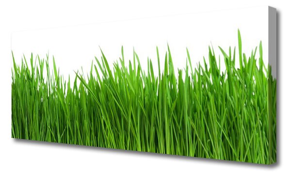 Obraz na plátne Tráva rastlina príroda 125x50 cm