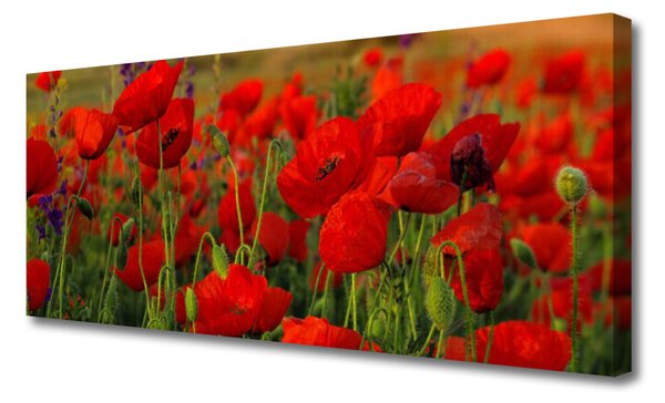 Obraz na plátne Maky rastlina príroda 125x50 cm