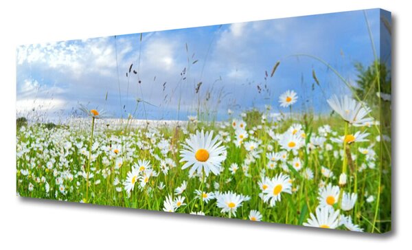 Obraz na plátne Lúka sedmokrásky príroda 125x50 cm