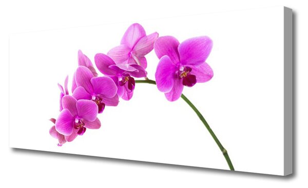 Obraz Canvas Vstavač kvet orchidea 125x50 cm