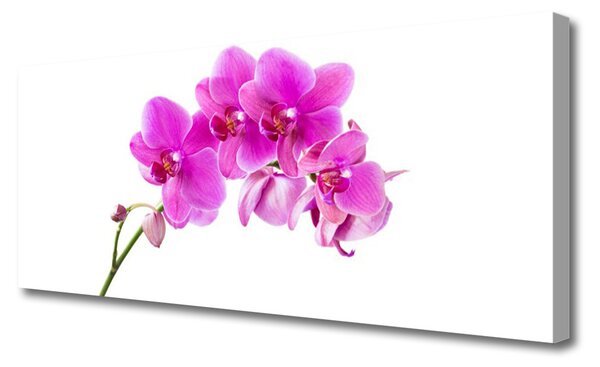 Obraz Canvas Vstavač kvet orchidea 125x50 cm