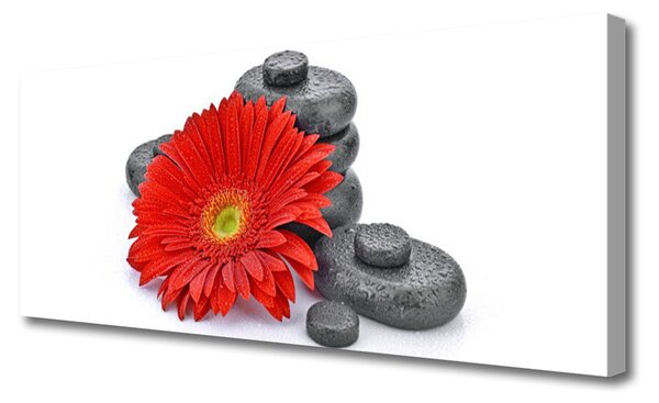 Obraz Canvas Kvety gerbery kamene zen 125x50 cm