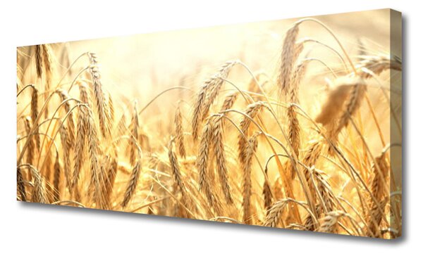 Obraz Canvas Obilie pole klasy príroda 125x50 cm