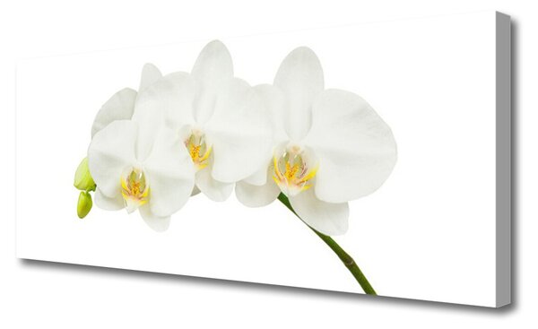 Obraz Canvas Orchidea výhonky kvety príroda 125x50 cm