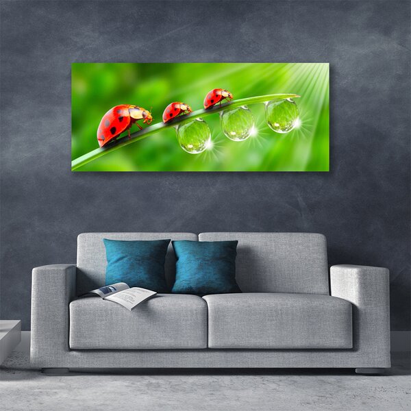 Obraz Canvas Lienky na listu kvapky 125x50 cm
