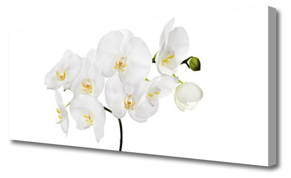 Obraz Canvas Biela orchidea kvety 125x50 cm