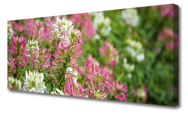 Obraz Canvas Poľné kvety lúka príroda 125x50 cm