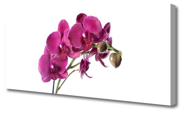 Obraz Canvas Orchidea kvety príroda 125x50 cm