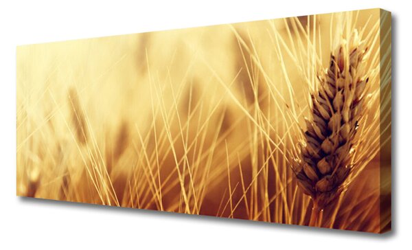 Obraz Canvas Pšenica rastlina príroda 125x50 cm