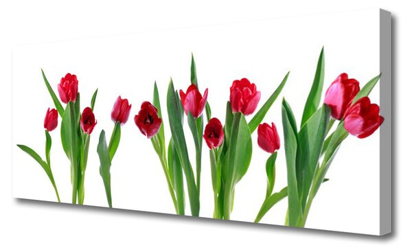 Obraz Canvas Tulipány kvety rastlina 125x50 cm