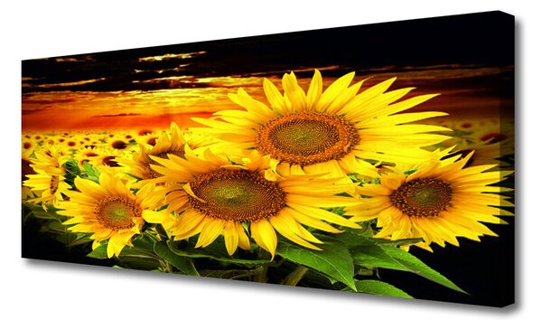 Obraz Canvas Slnečnica kvet rastlina 125x50 cm