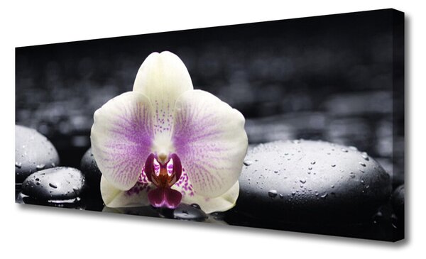 Obraz Canvas Kvet kamene rastlina 125x50 cm