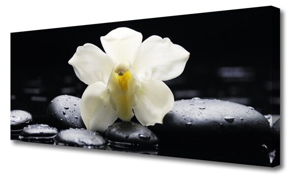 Obraz Canvas Kvet kamene rastlina 125x50 cm