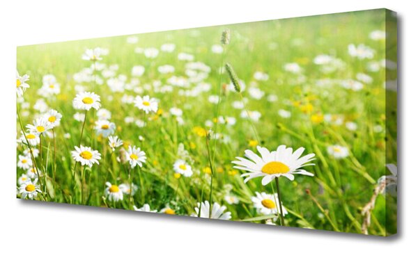 Obraz na plátne Lúka sedmokrásky príroda 120x60 cm