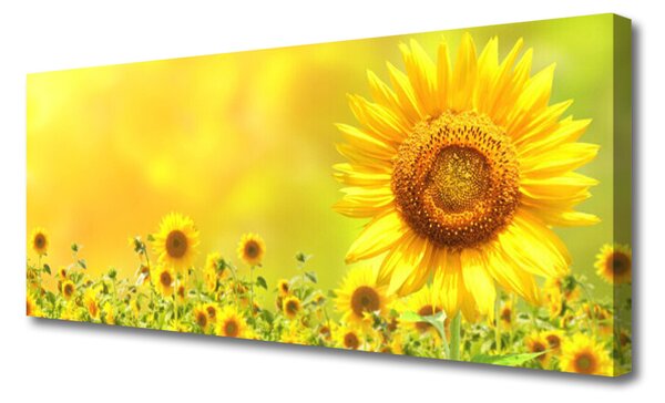 Obraz Canvas Slnečnica kvet rastlina 125x50 cm