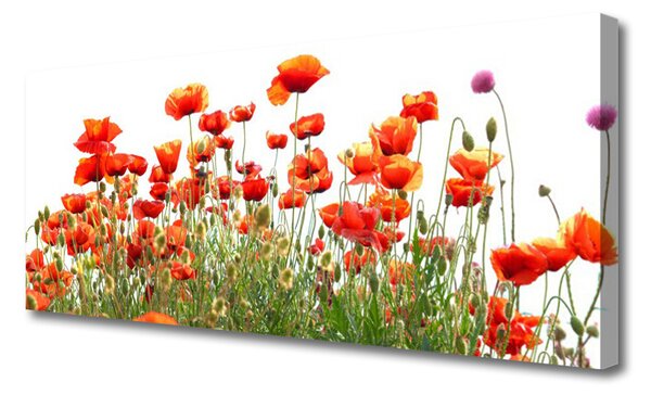 Obraz Canvas Maky rastlina príroda 125x50 cm