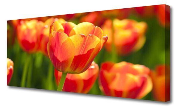 Obraz Canvas Tulipány kvety rastlina 125x50 cm