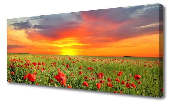 Obraz Canvas Maky slnko rastlina príroda 125x50 cm