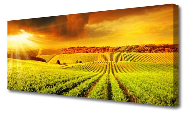 Obraz na plátne Pole západ slnka krajina 125x50 cm