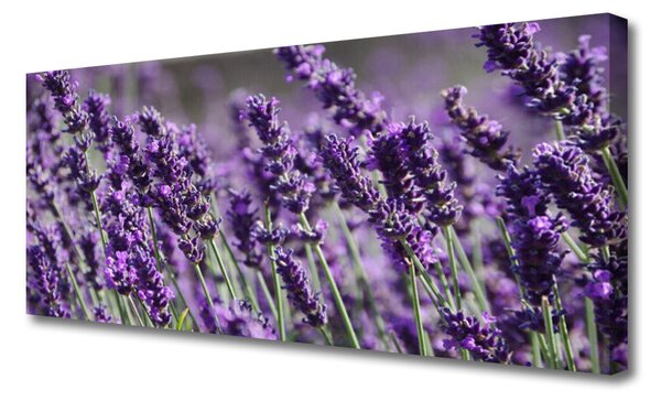 Obraz na plátne Kvety rastlina príroda 125x50 cm