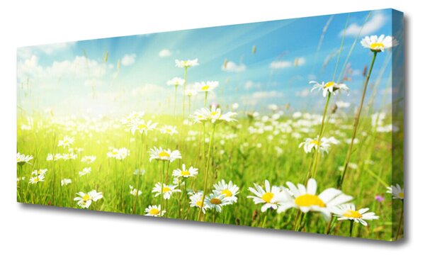 Obraz na plátne Lúka sedmokrásky príroda 125x50 cm