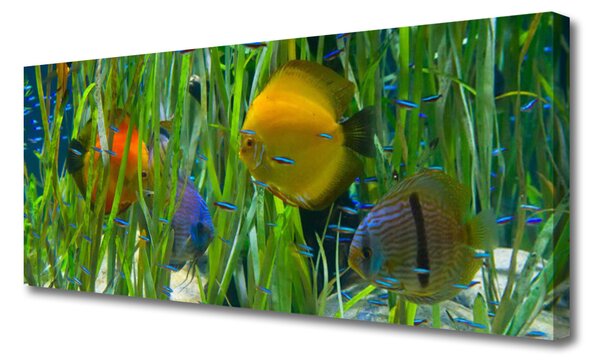 Obraz Canvas Ryba riasy príroda 125x50 cm