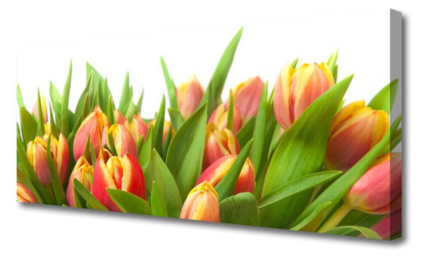 Obraz Canvas Tulipány kvety rastlina 125x50 cm