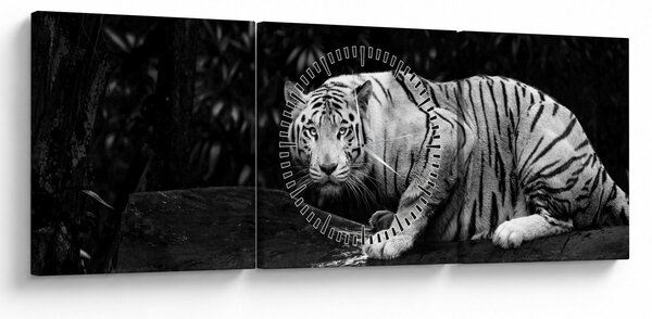 Obraz - Tiger albín, čiernobiely (s hodinami) (90x30 cm)