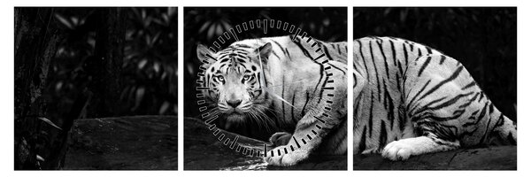 Obraz - Tiger albín, čiernobiely (s hodinami) (90x30 cm)