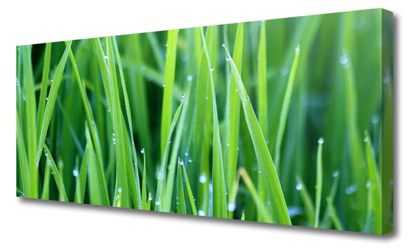 Obraz Canvas Tráva kvapky rastlina príroda 125x50 cm