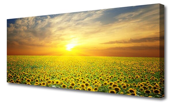 Obraz Canvas Slnko lúka slnečnica 125x50 cm