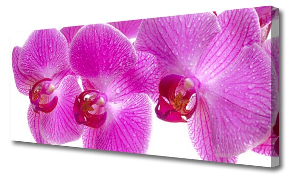 Obraz Canvas Kvety rastlina príroda 125x50 cm