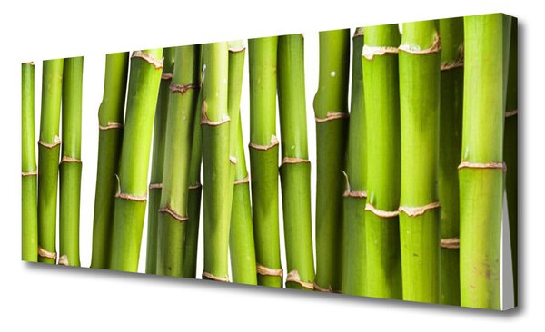 Obraz Canvas Bambus rastlina príroda 125x50 cm