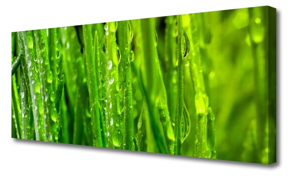 Obraz Canvas Tráva rastlina príroda 125x50 cm