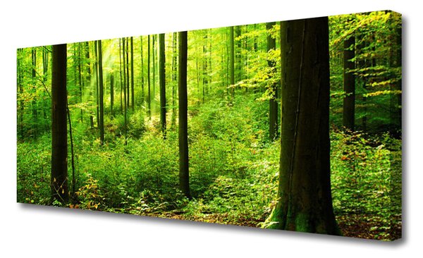 Obraz Canvas Les zeleň stromy príroda 125x50 cm